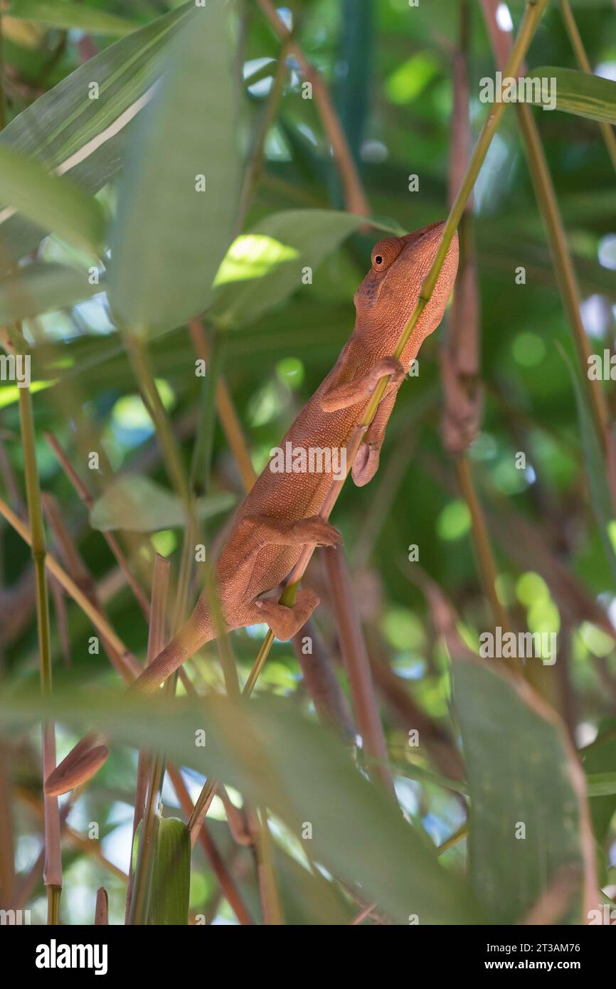 Un caméléon panthère rose (Furcifer pardalis) assis sur une branche mince à Madagascar Banque D'Images