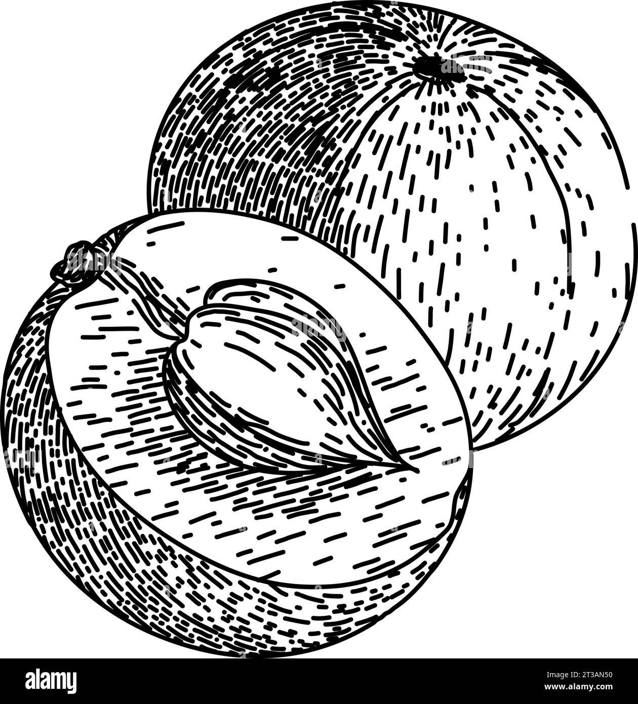 vecteur dessiné à la main d'esquisse d'ingrédient amla Illustration de Vecteur