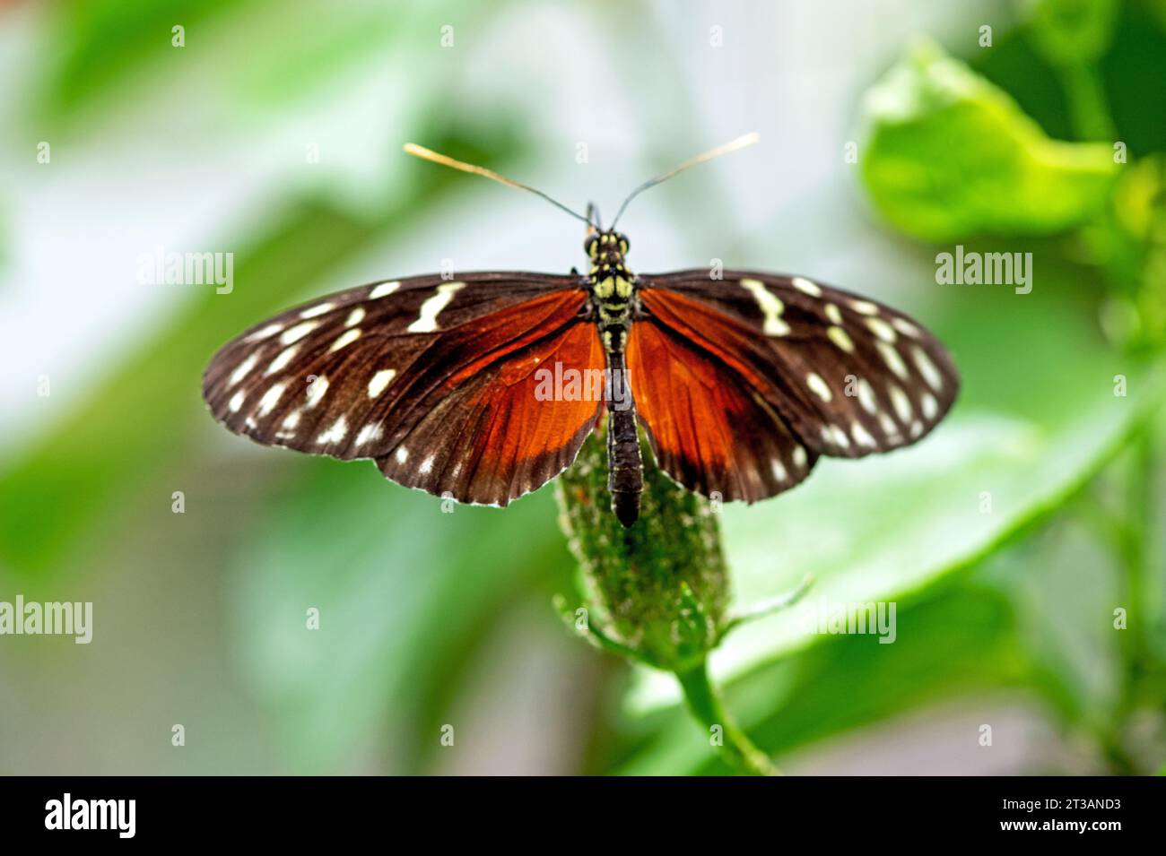 Golden Longwing - Heliconius hecale , papillons tropicaux, du Pérou et du Mexique. Autre nom-Hecale longwing, tigre longwing ou héliconien doré Banque D'Images