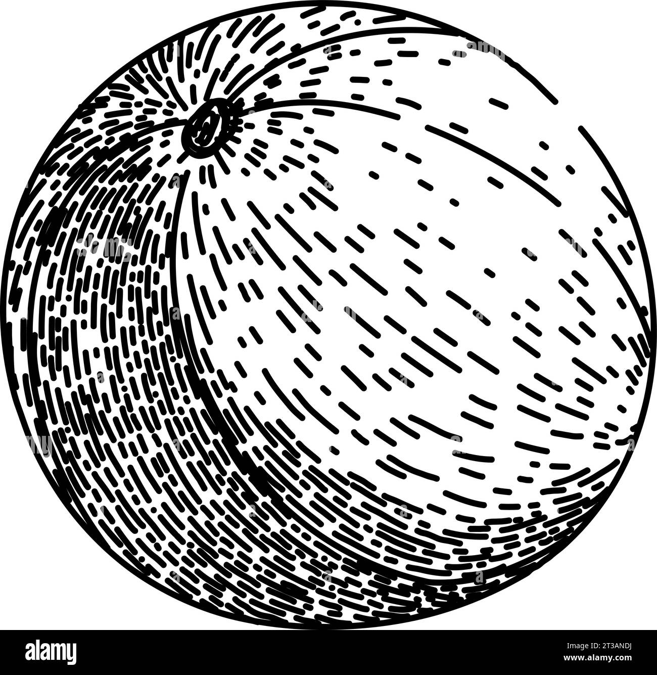vecteur dessiné à la main d'esquisse d'amla de fruit Illustration de Vecteur