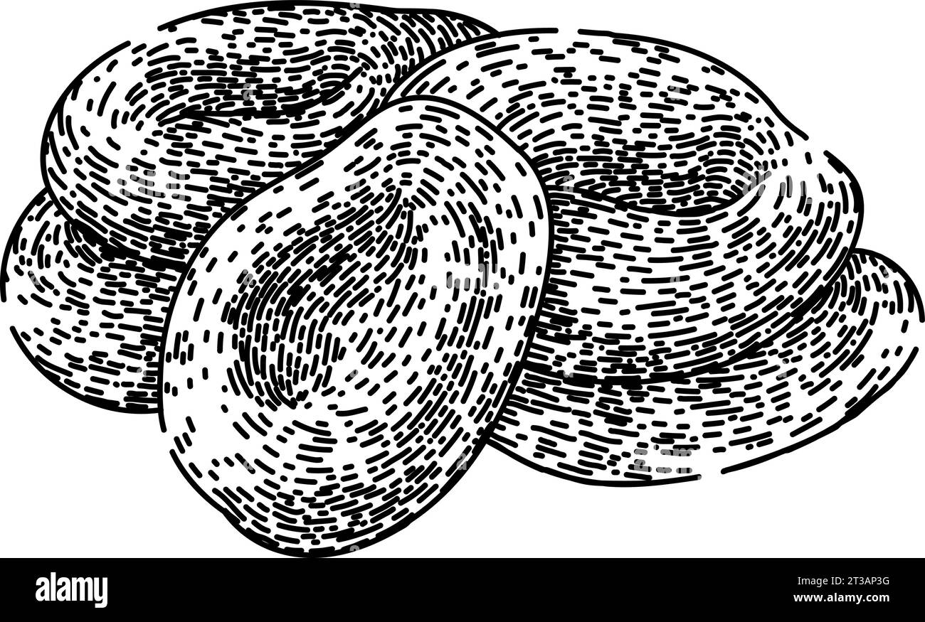 vecteur dessiné à la main de croquis de fruits secs Illustration de Vecteur