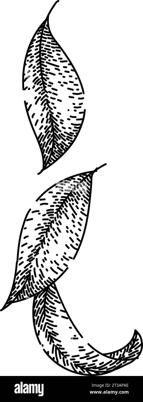 vecteur dessiné à la main pour croquis de poulet au curry Illustration de Vecteur