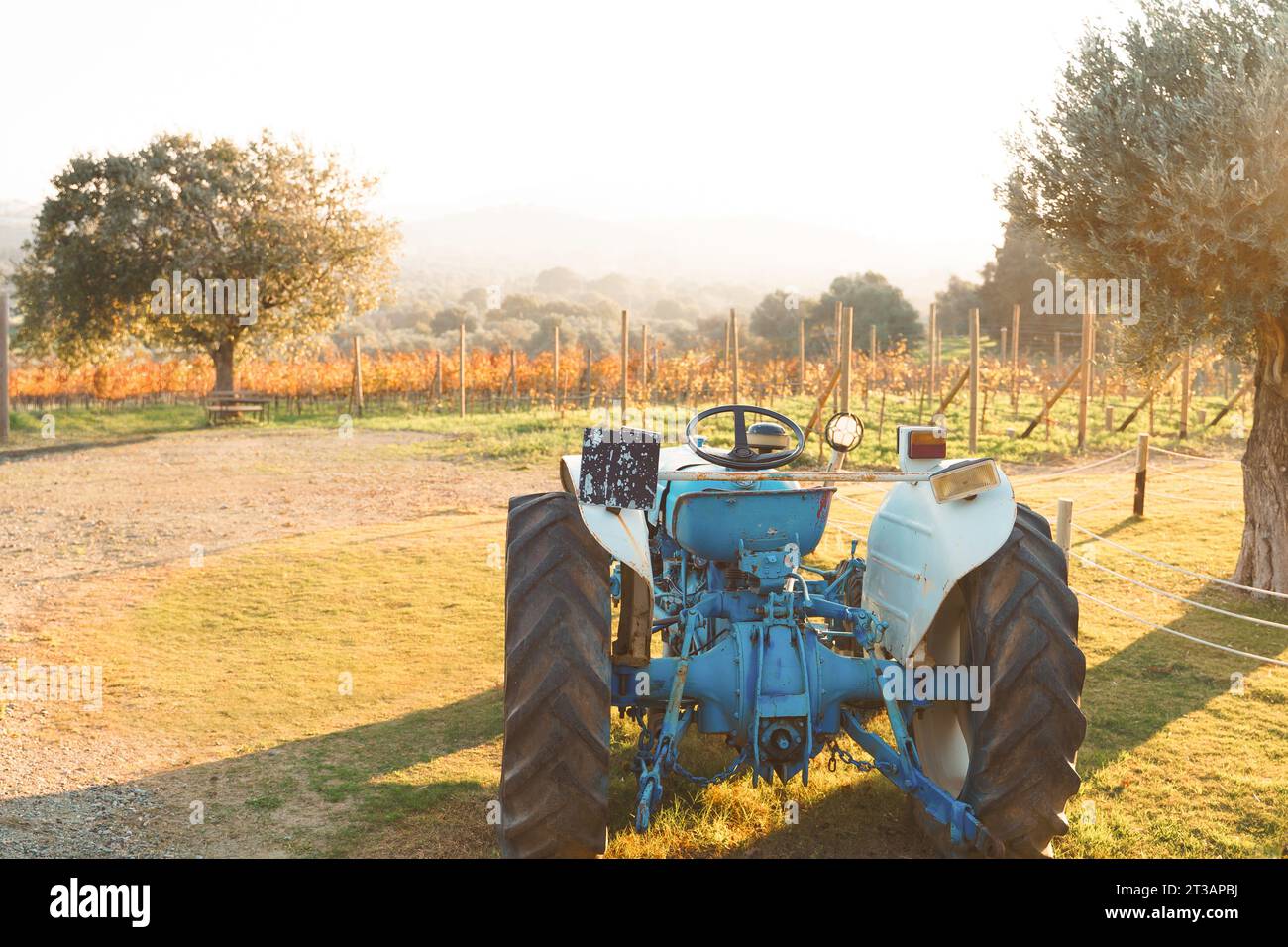Vignoble avec tracteur. L'agriculture en action. Le paysage agricole montre la beauté rurale. Les raisins de vigne signifient la récolte d'automne. La nature rencontre les machines dans Coun Banque D'Images