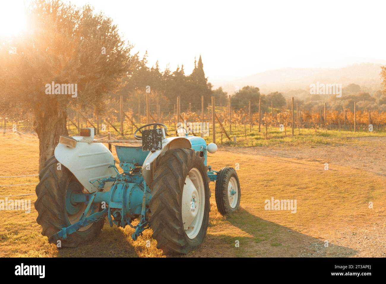 Vignoble avec tracteur. L'agriculture en action. Le paysage agricole montre la beauté rurale. Les raisins de vigne signifient la récolte d'automne. La nature rencontre les machines dans Coun Banque D'Images