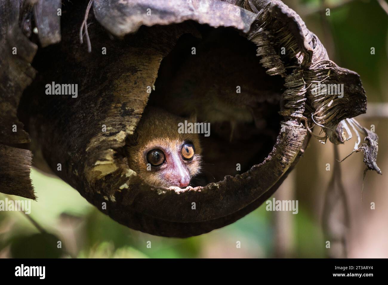 Deux petits lémuriens (genre Microcebus) se cachant dans une branche séchée jetant un regard Banque D'Images