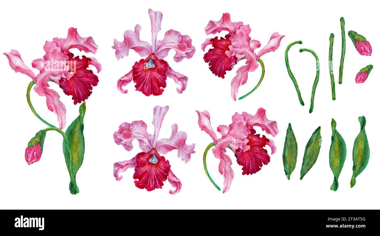 Orchid. Dessin à l'aquarelle d'une fleur d'orchidée. Illustration botanique Banque D'Images