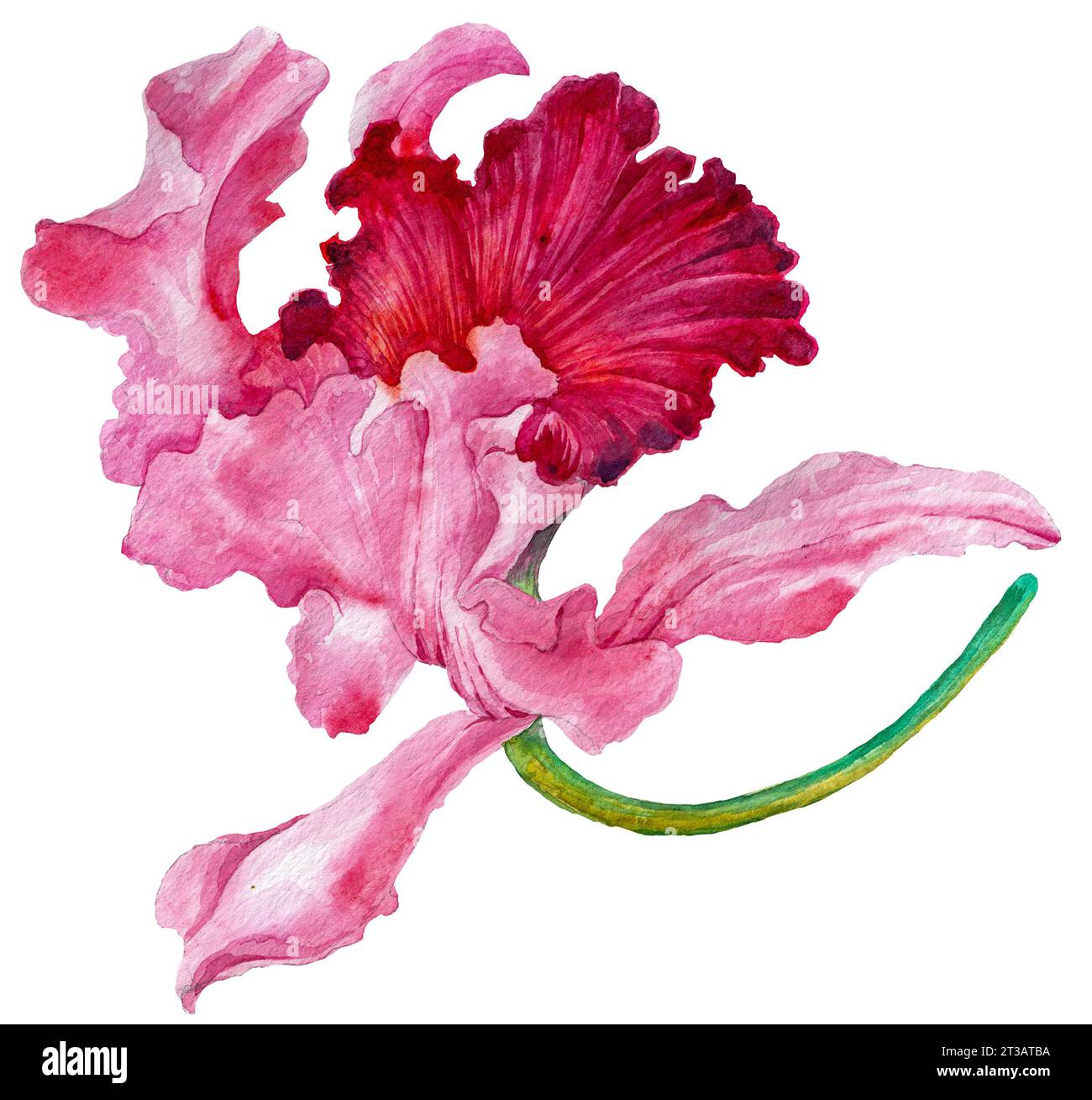 Orchid. Dessin à l'aquarelle d'une fleur d'orchidée. Illustration botanique Banque D'Images