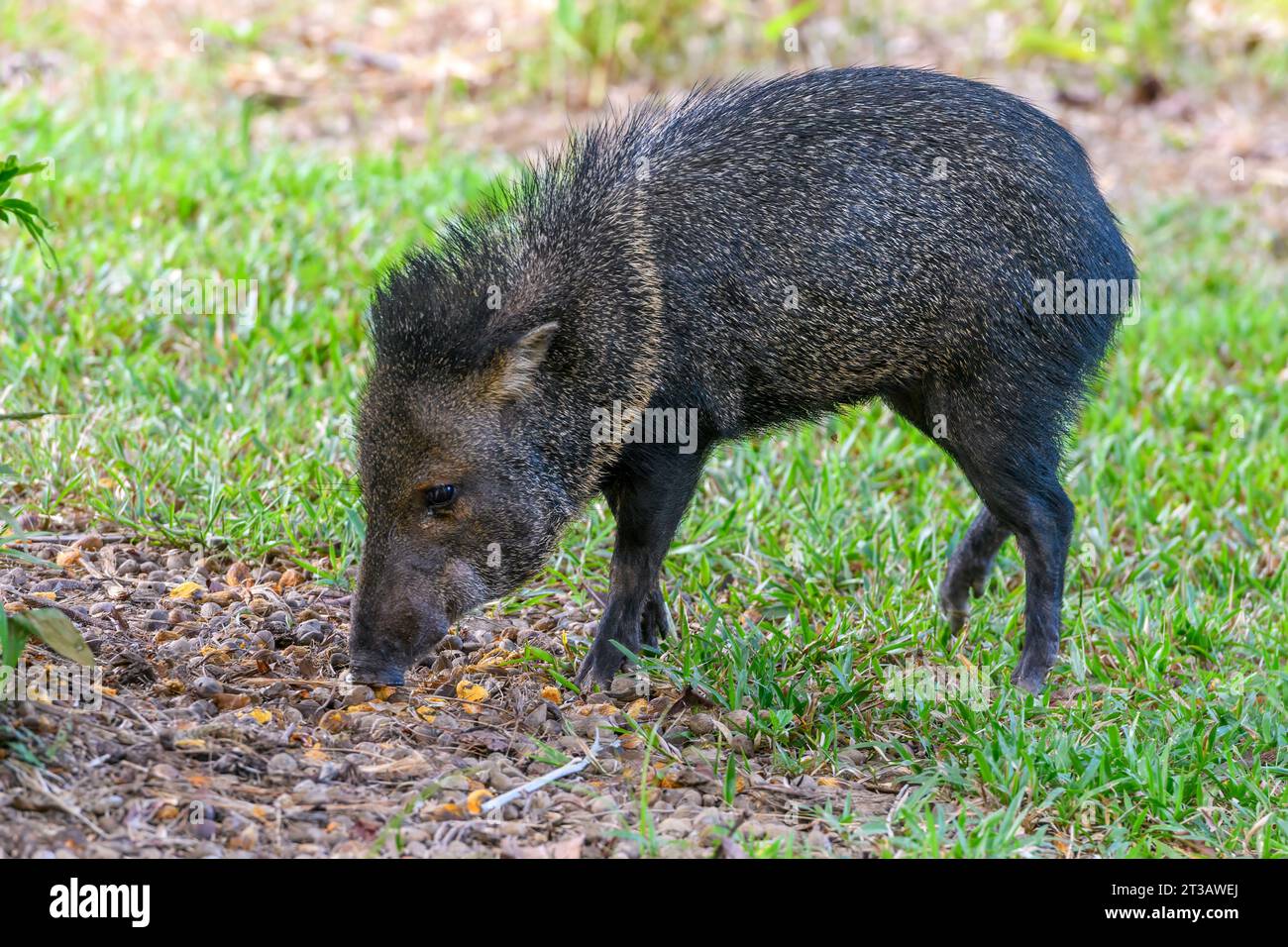 Peccary à col (Dicotyles tajacu) de la péninsule d'Osa, Costa Rica. Banque D'Images