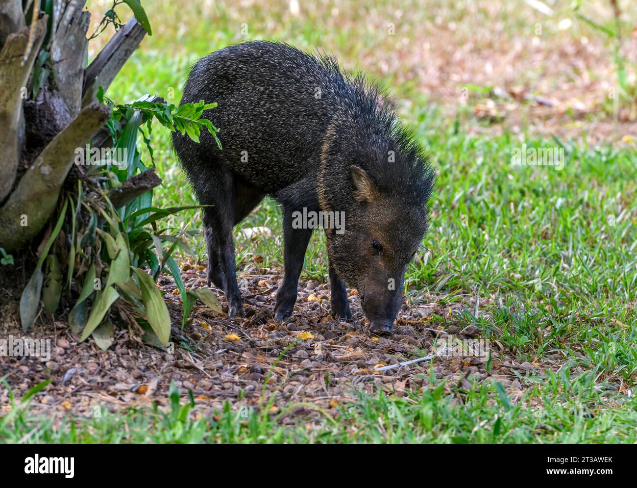 Peccary à col (Dicotyles tajacu) de la péninsule d'Osa, Costa Rica. Banque D'Images