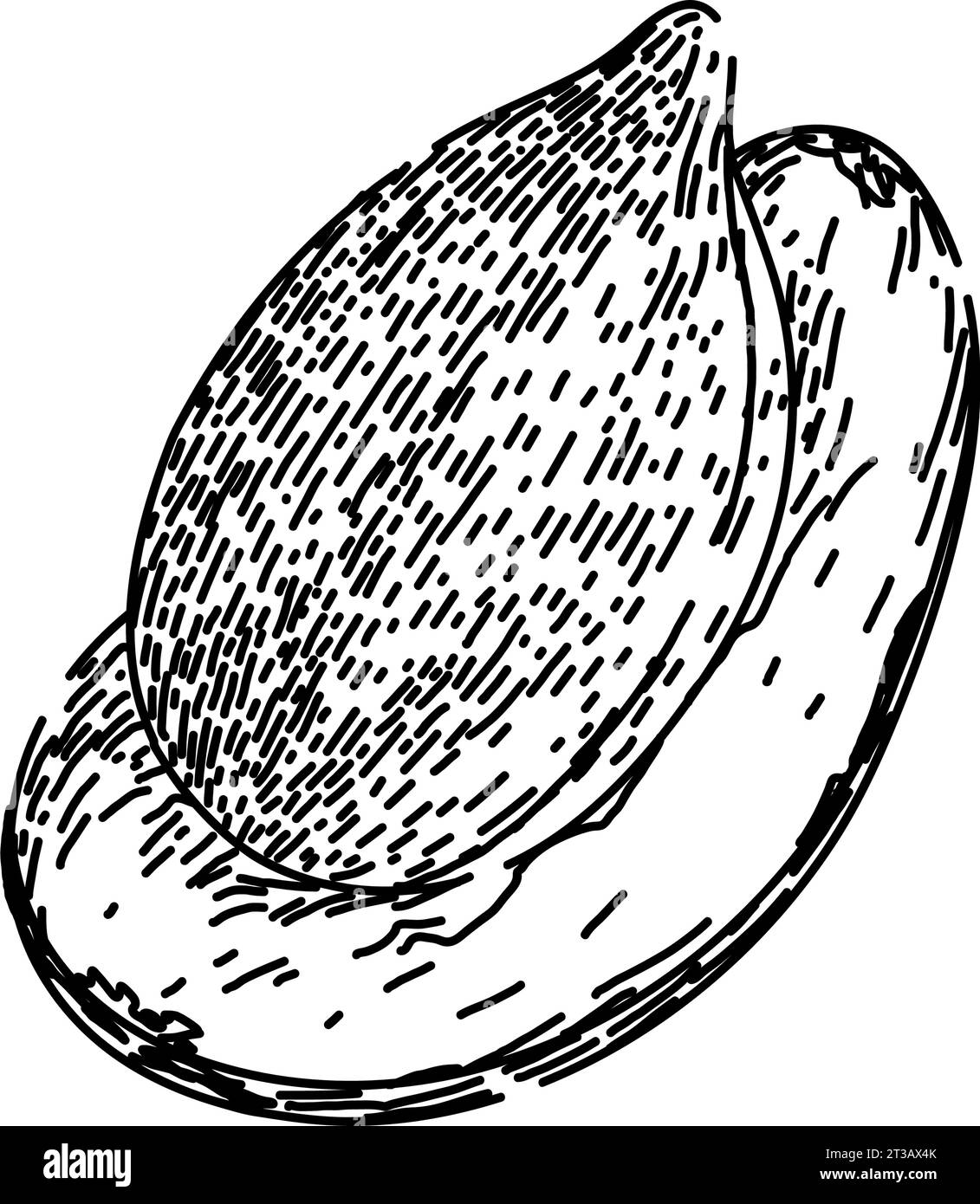 vecteur dessiné à la main de croquis de graines de tournesol de pile Illustration de Vecteur