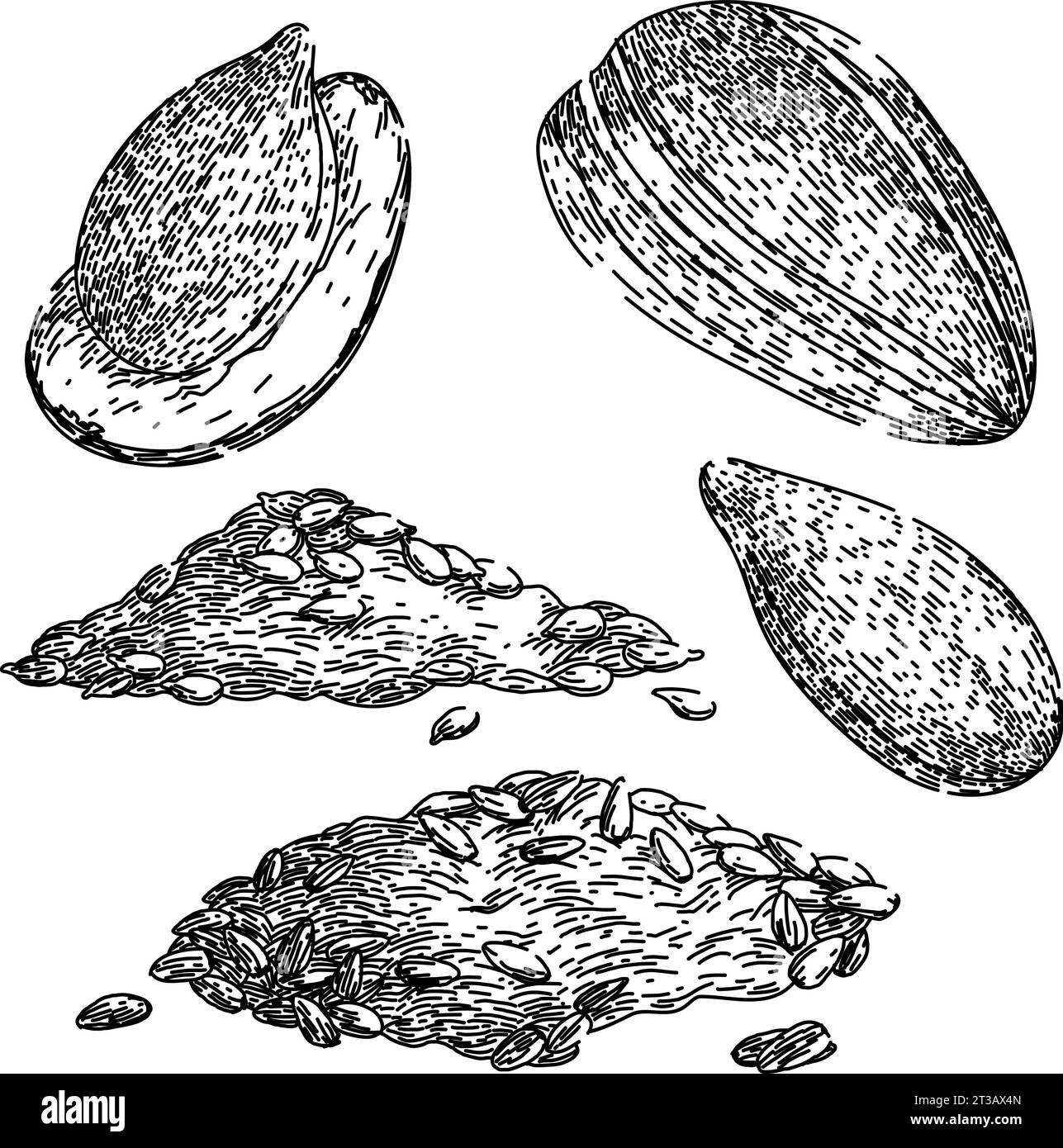 vecteur dessiné à la main d'esquisse de graines de tournesol Illustration de Vecteur