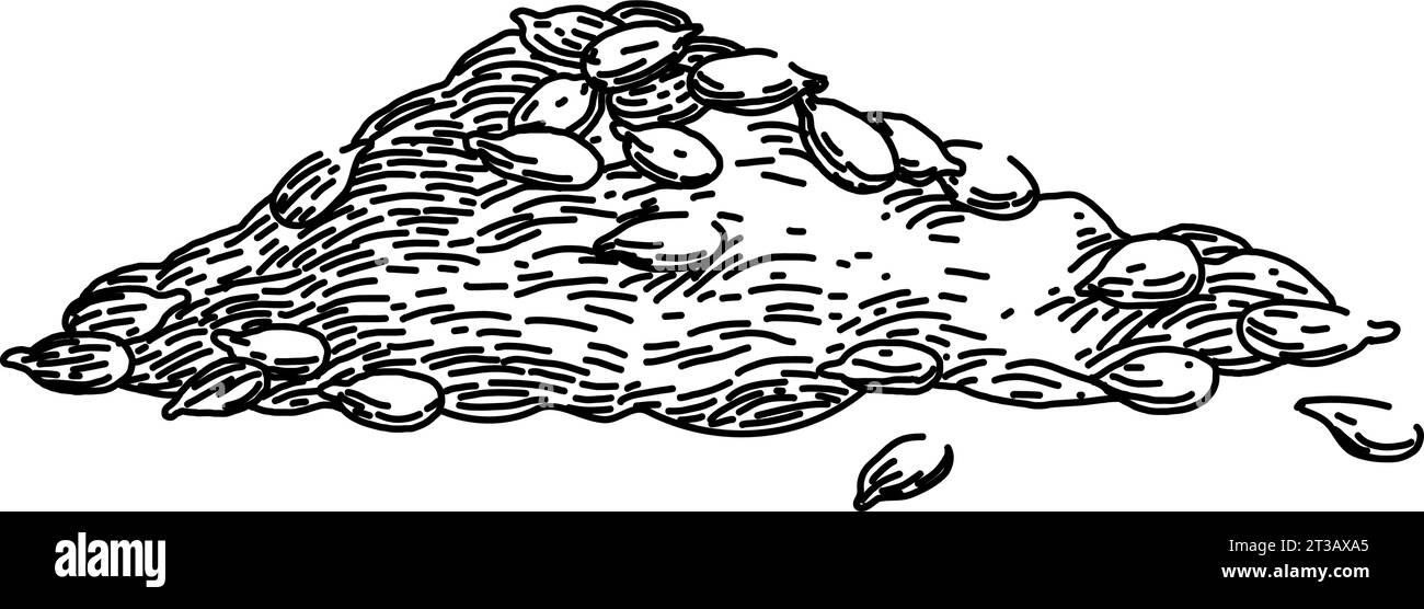 vecteur dessiné à la main pour croquis de graines de tournesol brut Illustration de Vecteur