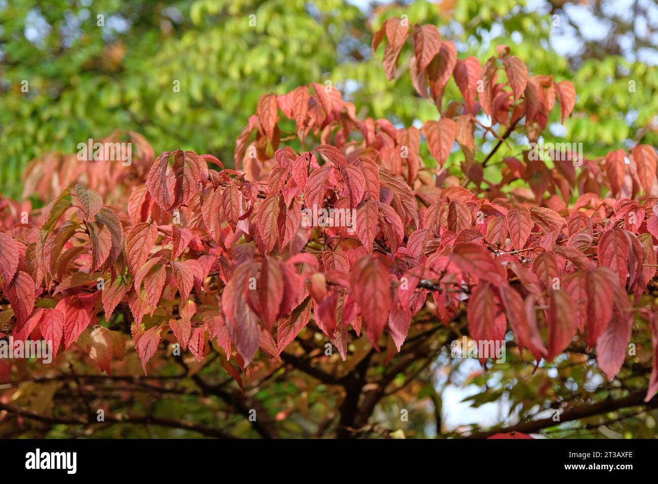 Les feuilles rouges du Viburnum plicatum, buisson de boules de neige japonais à l'automne Banque D'Images