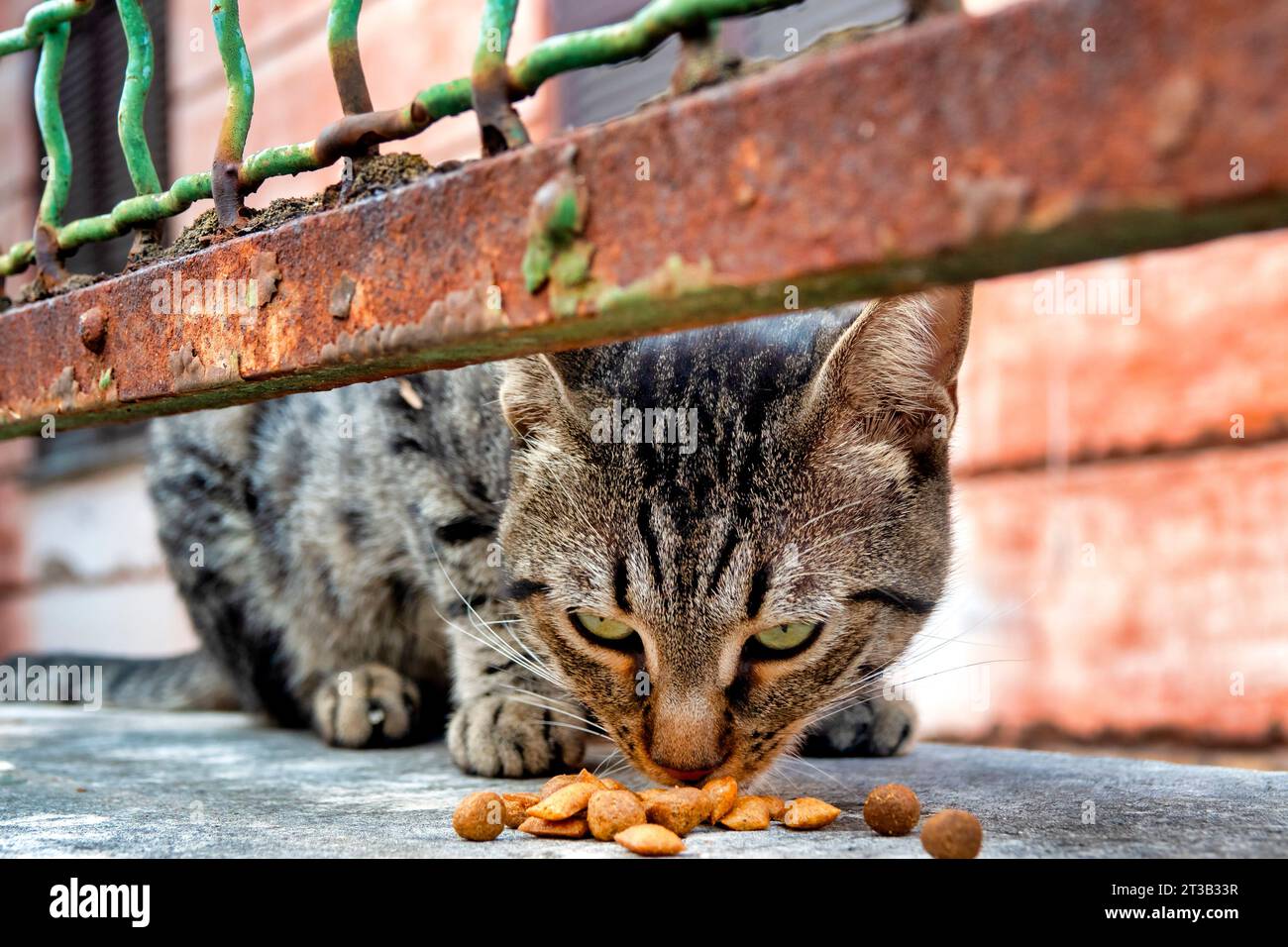 Chat errant dans le quartier de Garbatella, Rome, Italie Banque D'Images