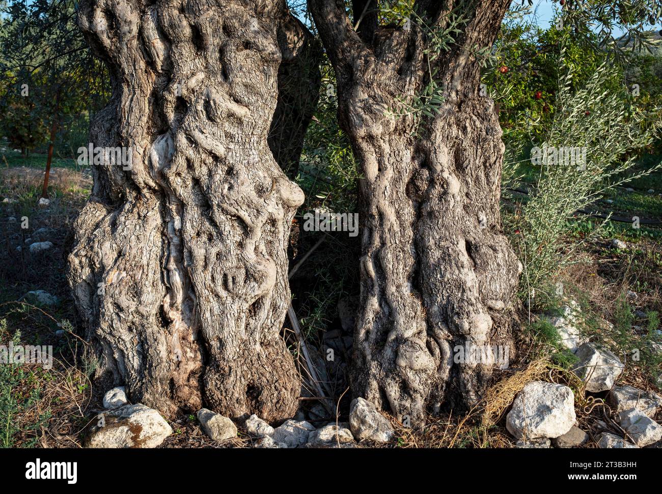 Ancien olivier (Olea Europe) qui s'est divisé en deux, district de Paphos, Chypre. Banque D'Images