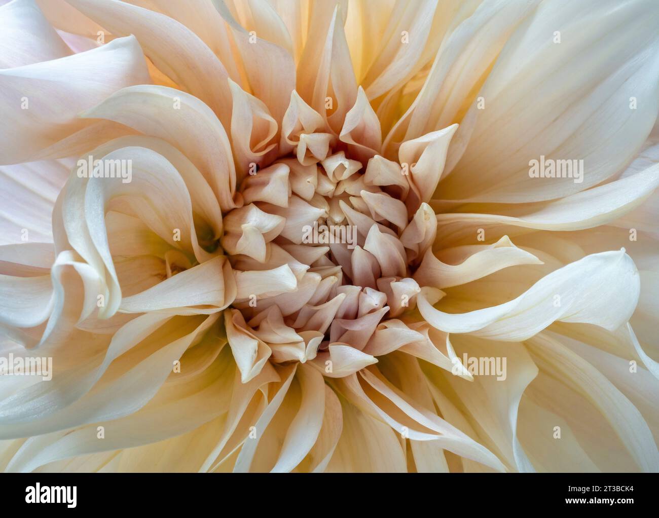 Dahlia café au lait pétales centraux gros plan Banque D'Images