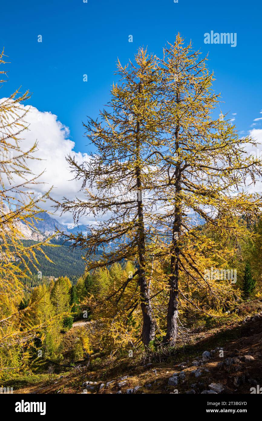 Beau paysage d'automne de deux mélèzes dorés dans une forêt dans les Dolomites Banque D'Images