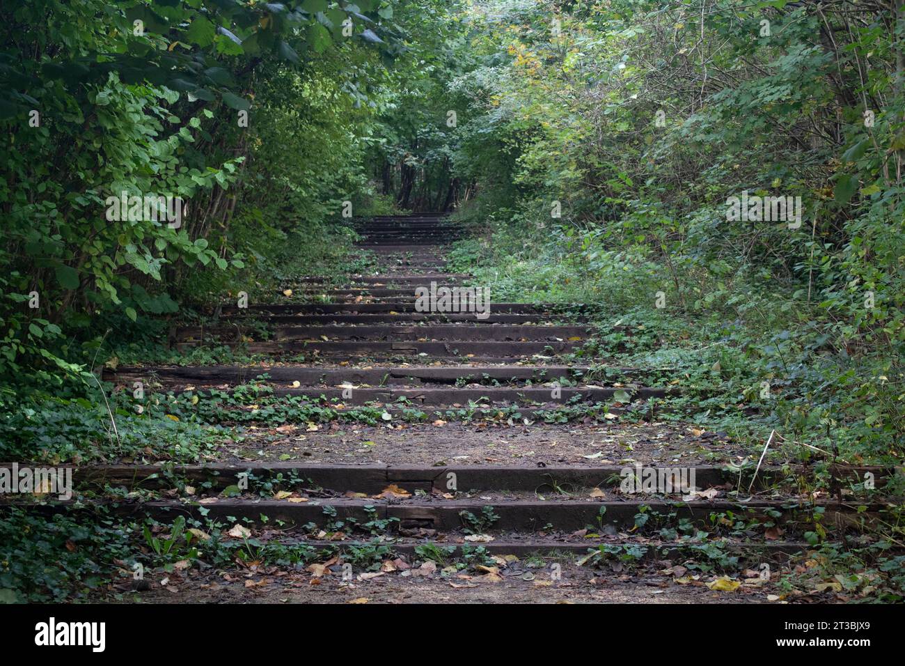 Woodland Walk dans les jardins restaurés du Festival, site du Festival international des jardins de Liverpool, Angleterre, Royaume-Uni de 1984 Banque D'Images