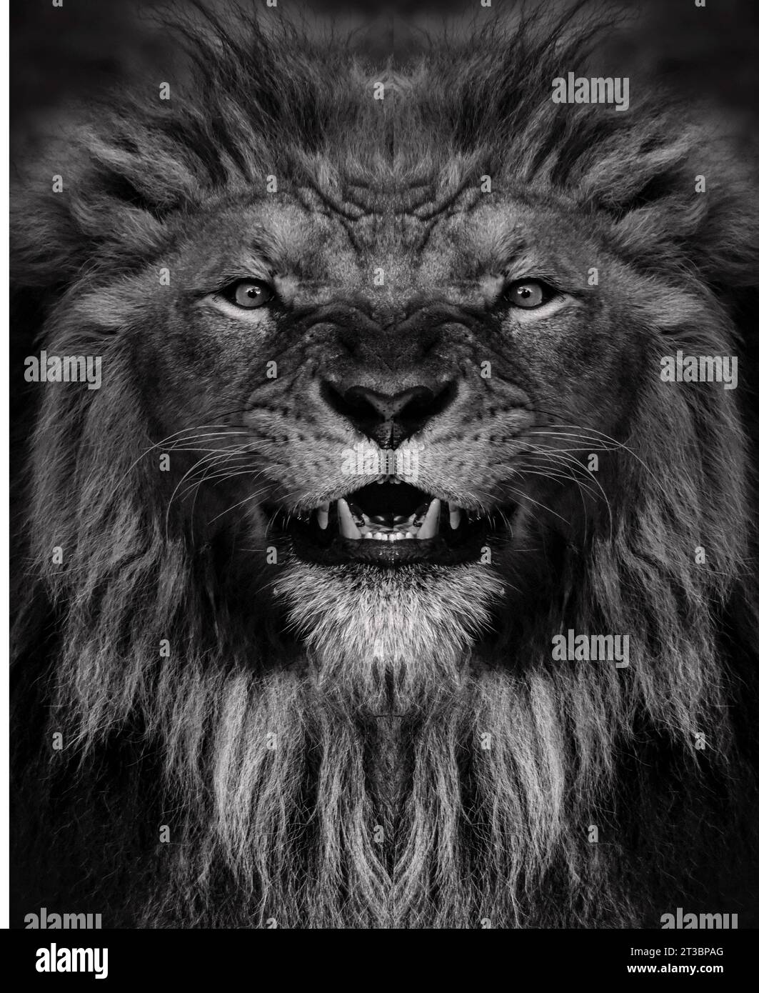 Portrait en noir et blanc d'un lion africain mâle, Panthera leo, regard direct avec une crinière et un nez marqué. Banque D'Images