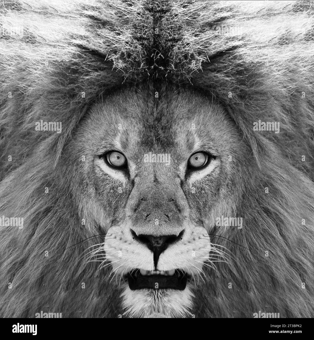 Portrait en noir et blanc d'un lion africain mâle, Panthera leo, regard direct avec une crinière et un nez marqué. Banque D'Images