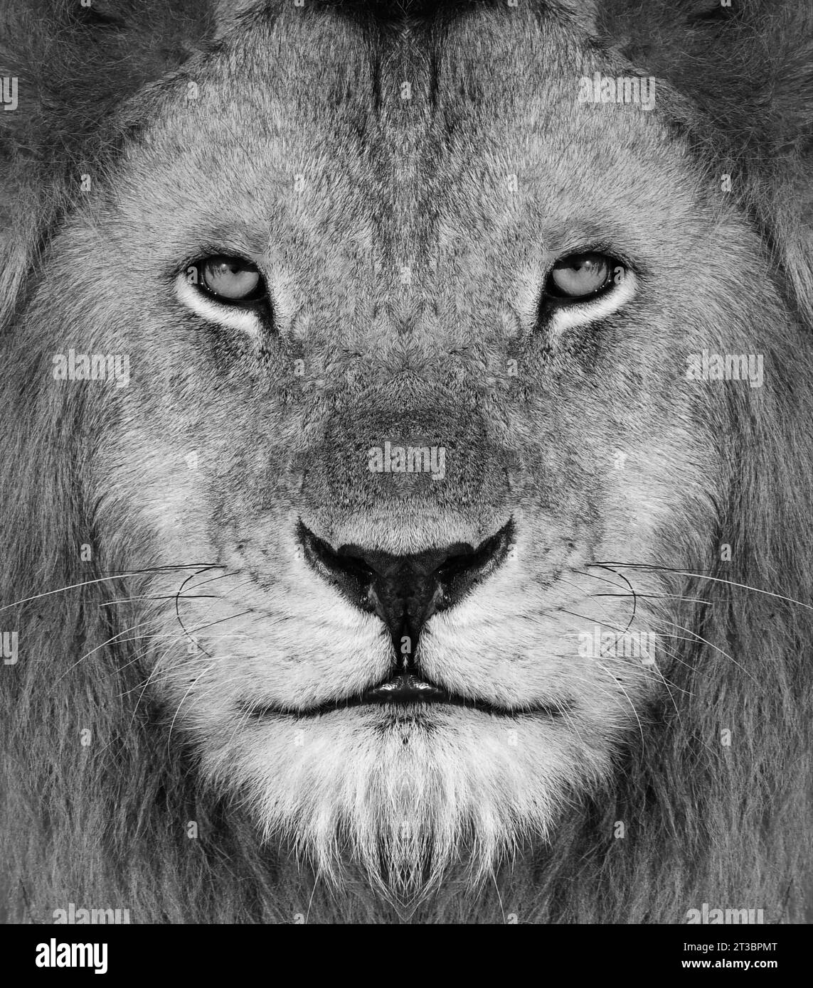 Portrait en noir et blanc d'un lion africain mâle, Panthera leo, regard direct avec une crinière et un nez marqué. Banque D'Images