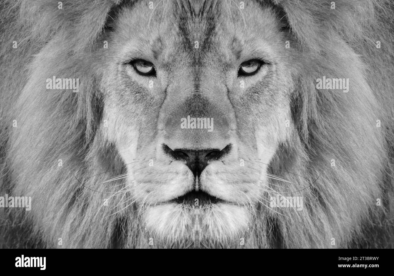 Portrait en noir et blanc d'un lion africain mâle, Panthera leo, regard direct avec une crinière et un nez marqué. Banque D'Images