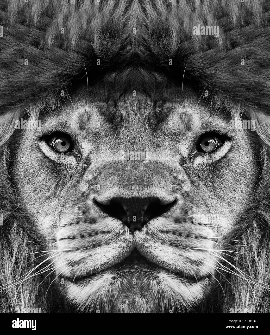 Portrait en noir et blanc d'un lion africain mâle, Panthera leo, regard direct avec une crinière et un nez marqué. Banque D'Images