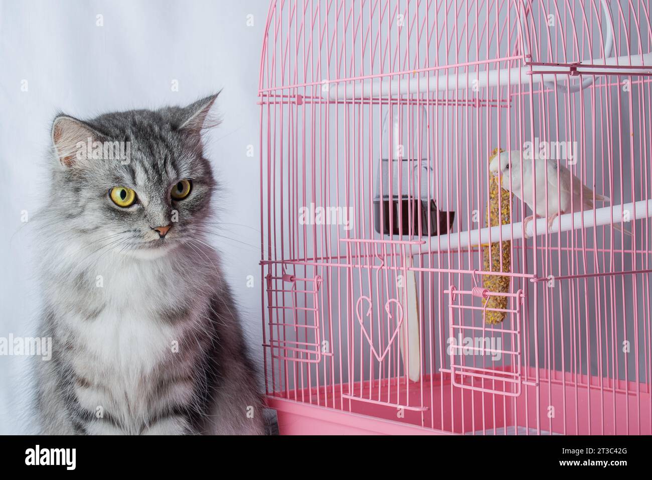 Le chat est assis près d'une cage rose avec un perroquet blanc ondulé. Banque D'Images