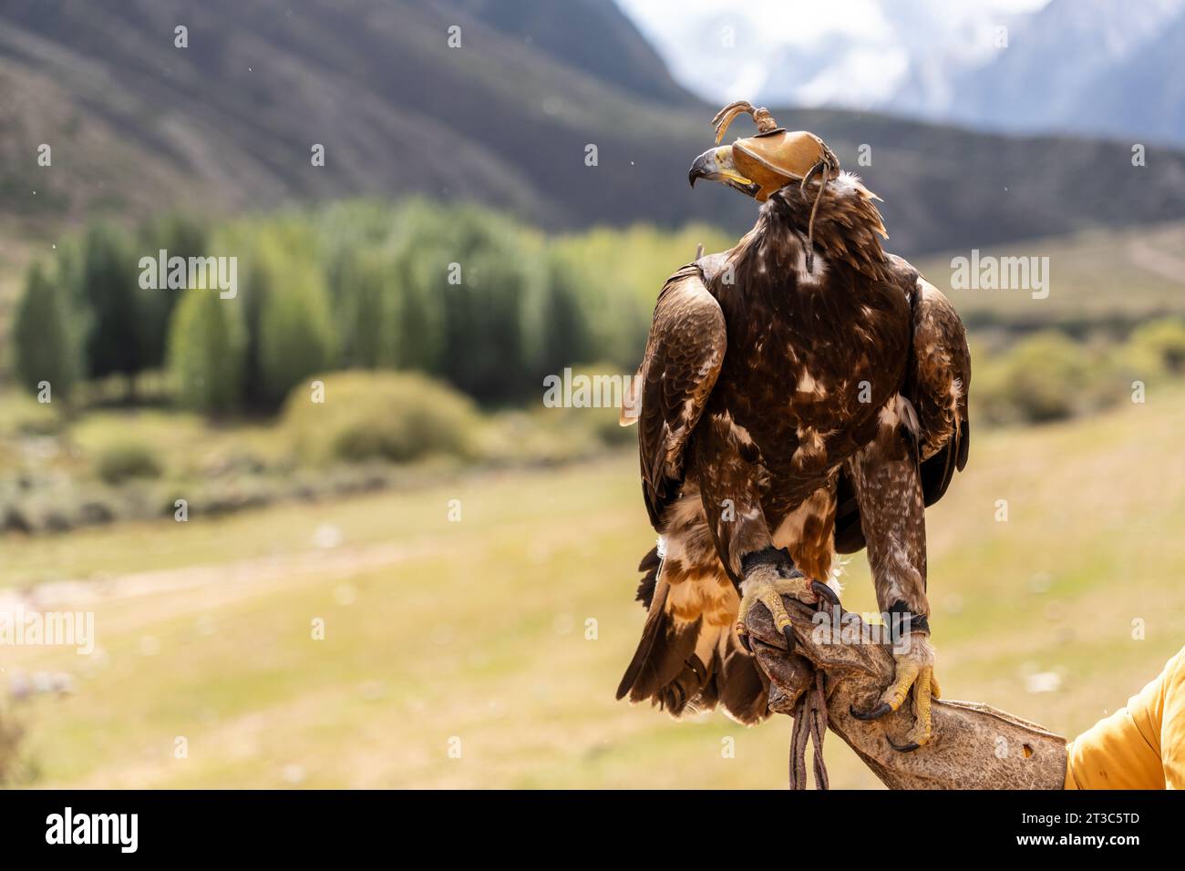 Chasseur kirghize avec aigle doré (Aquila chrysaetos), lac Song kol, région de Naryn, Kirghizistan Banque D'Images Chasseur kirghize avec aigle doré (Aquila chrysaetos), lac Song kol, région de Naryn, Kirghizistan Banque D'Images