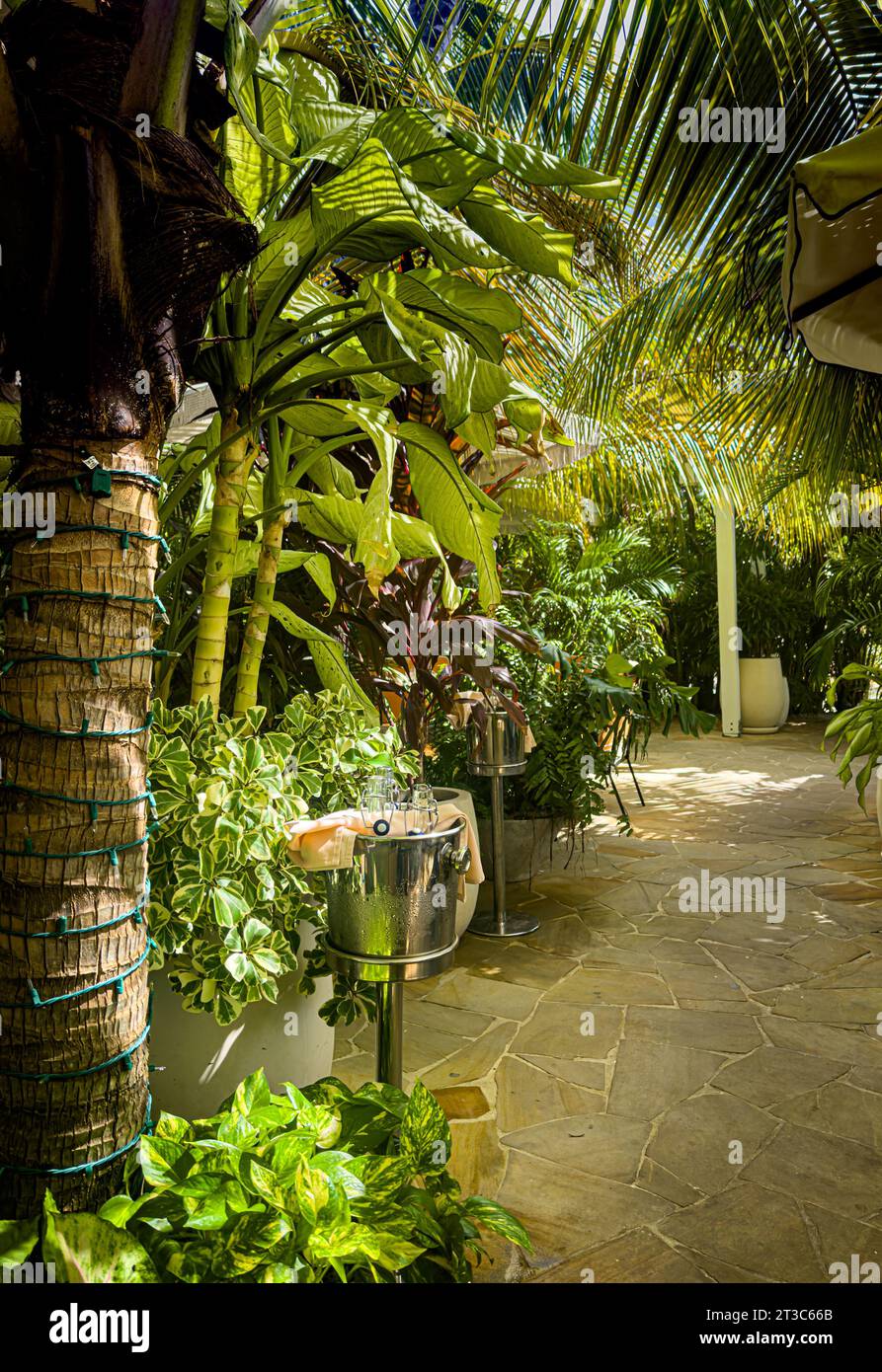 Vue sur un chemin traversant un tunnel vert fait de végétation tropicale à Grand Cayman Banque D'Images