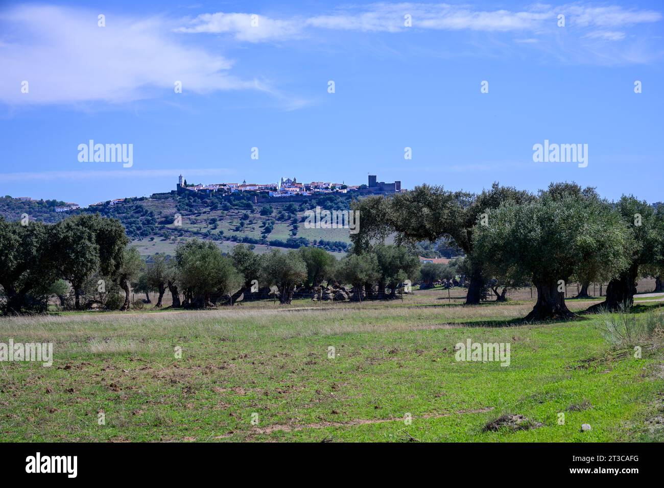 Portugal, l'Alentejo, Monsaraz ville fortifiée historique sur une colline au loin, verger d'oliviers au premier plan Banque D'Images