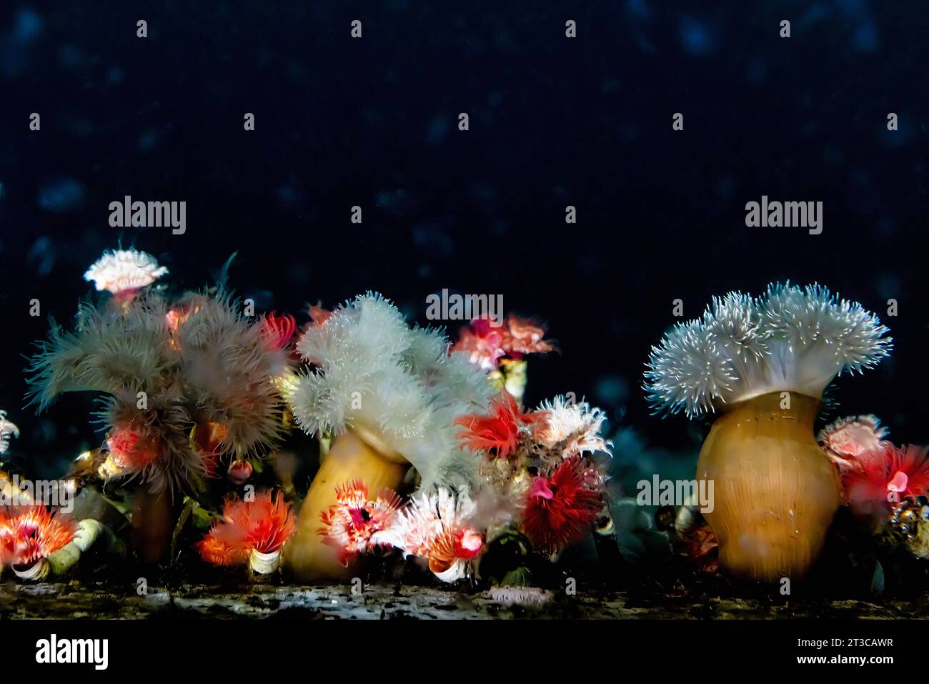 Anémone plumeuse géante et ver tubulaire calcaire à trompette rouge sur le quai de la réserve de parc national Gwaii Haanas, Haida Gwaii, Colombie-Britannique, Canada Banque D'Images