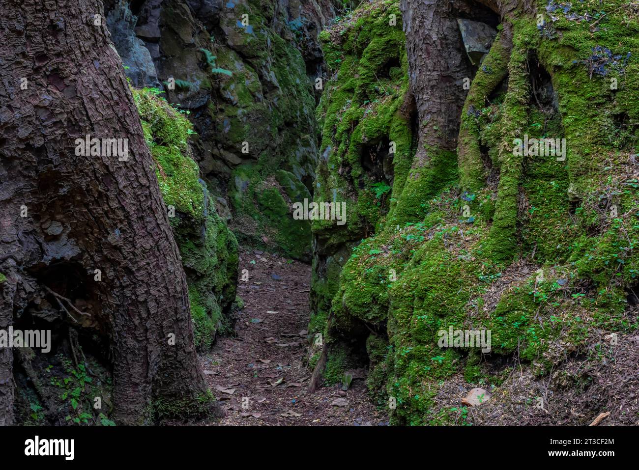 Parcourez un canyon rocheux au site du patrimoine mondial de l'UNESCO SGang Gwaay Llnagaay, un ancien site de village dans la réserve de parc national Gwaii Haanas, Nation haïda Banque D'Images