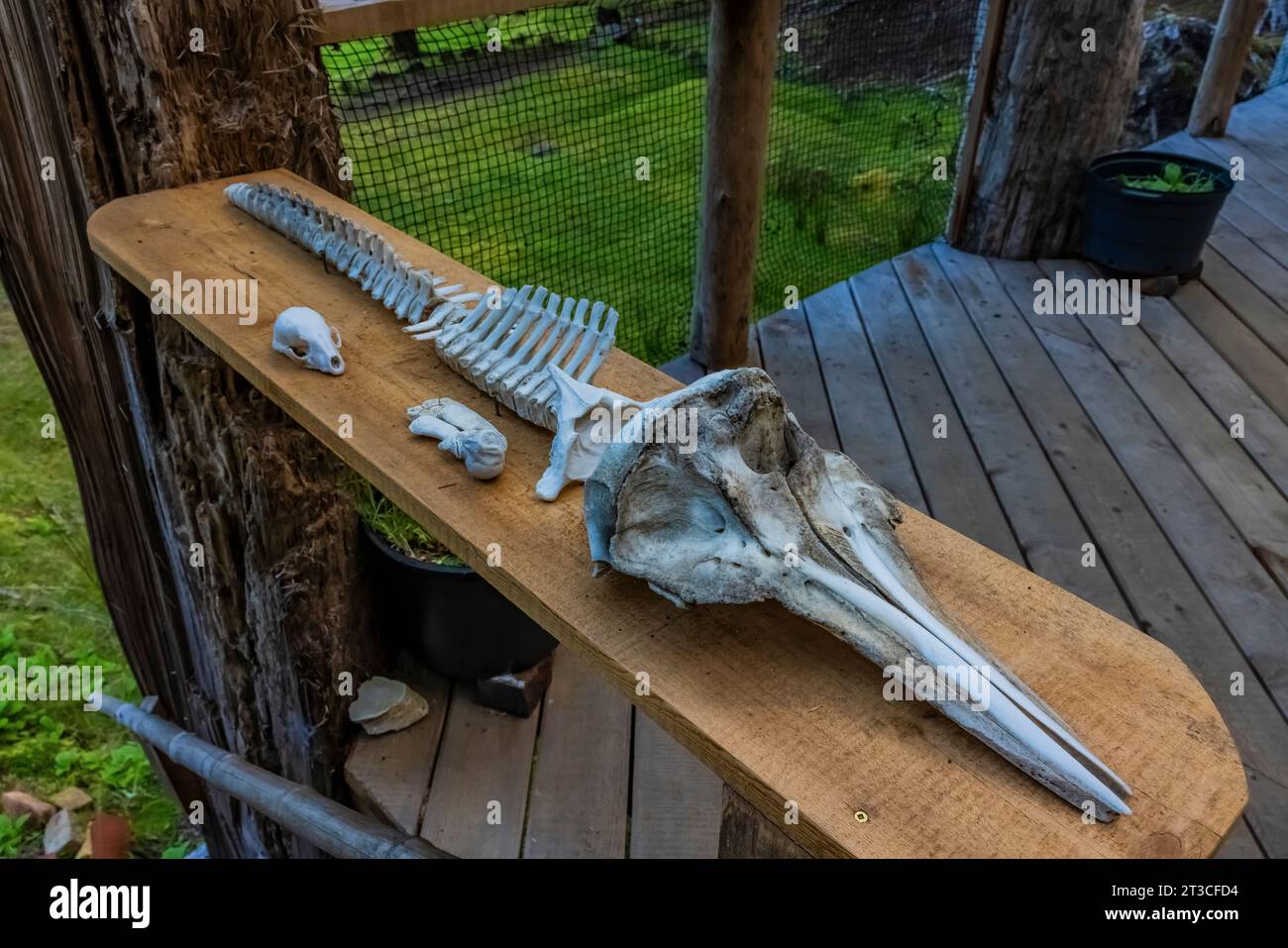 Squelette de marsouin au nouveau restaurant, avec un décor créatif et de merveilleux repas biologiques, à l'ancienne station baleinière Rose Harbour, à Gwaii Haanas Nationa Banque D'Images