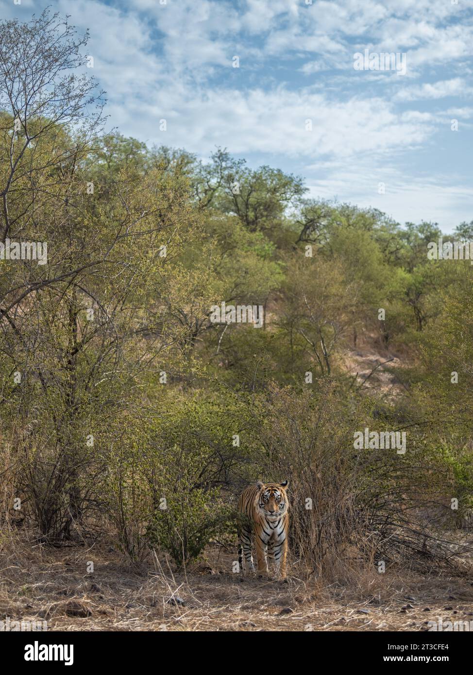 le tigre du bengale sauvage mâle ou panthera tigris se dirige dans un magnifique habitat pittoresque et paysage arrière-plan spectaculaires nuages dispersés dans le ciel bleu en safari Banque D'Images