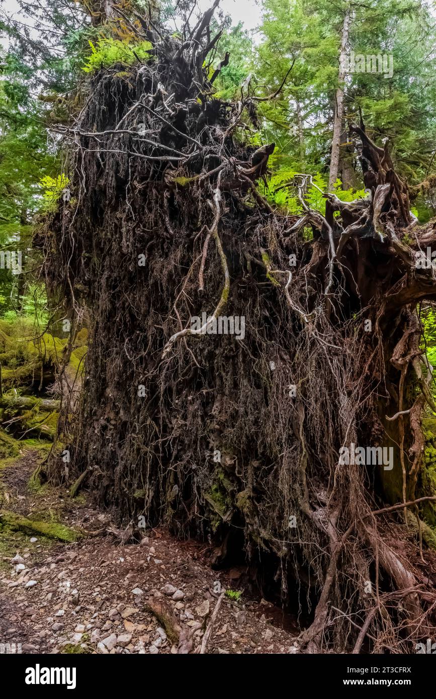 Arbre géant tombé à Rose Harbour, réserve de parc national Gwaii Haanas, Haida Gwaii, Colombie-Britannique, Canada Banque D'Images