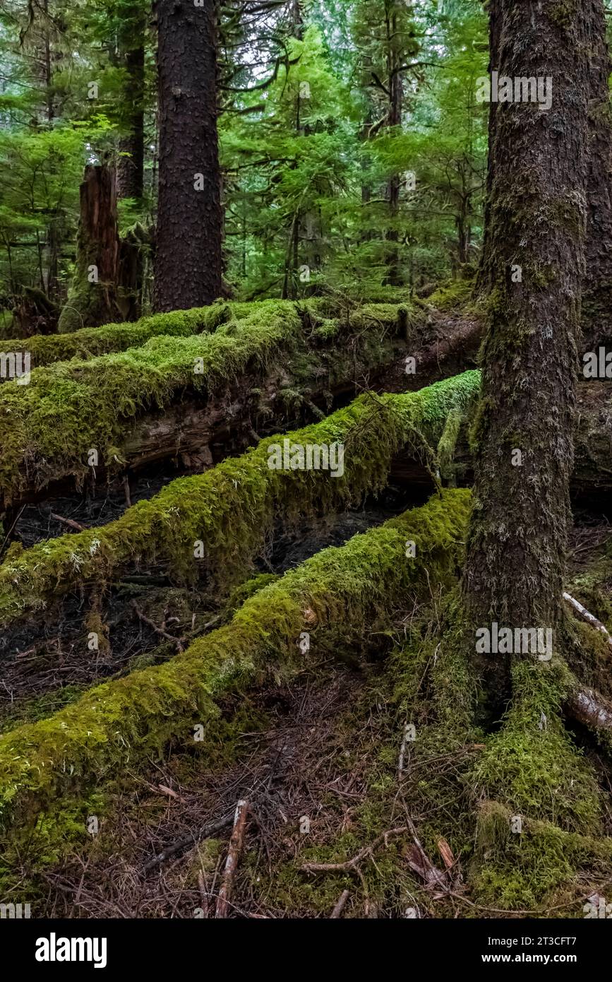 Forêt tropicale luxuriante à Rose Harbour, réserve de parc national Gwaii Haanas, Haida Gwaii, Colombie-Britannique, Canada Banque D'Images