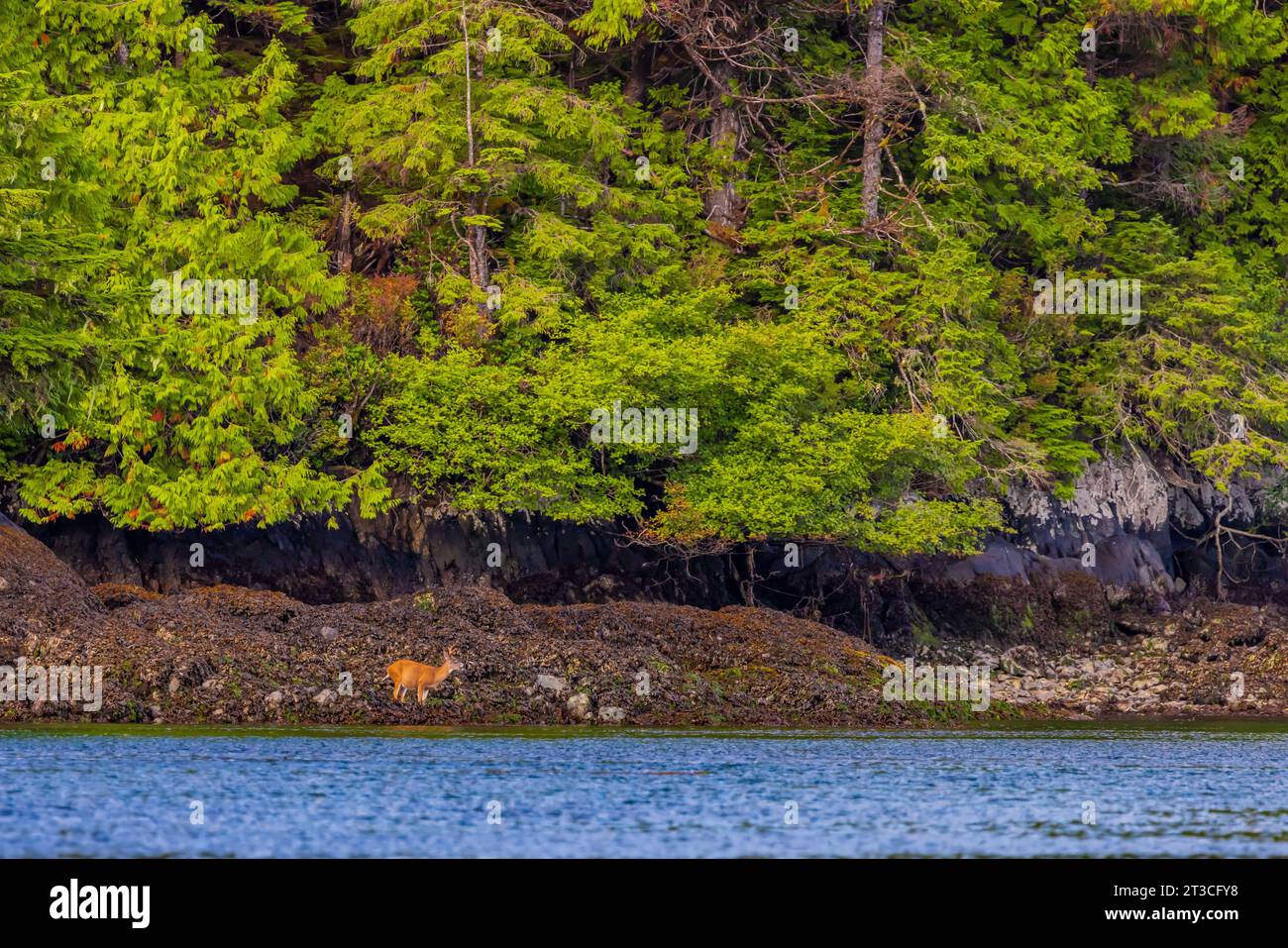 Cerf de Virginie de Sitka, Odocoileus hemionus sitkensis, recherche de buck à marée basse sur varech, Rose Harbour, Réserve de parc national Gwaii Haanas, Haida Gwa Banque D'Images
