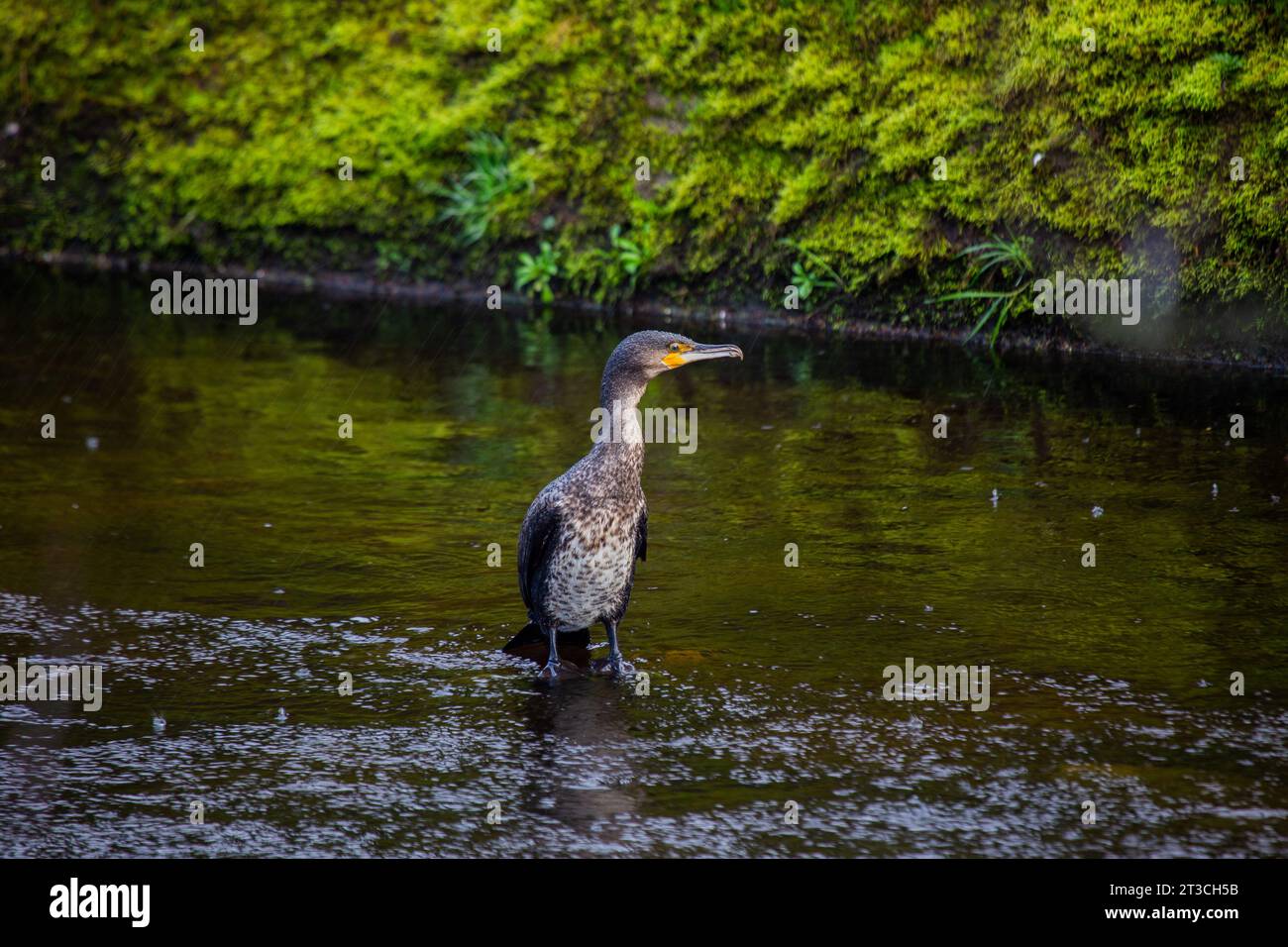 Grand oiseau de mer noir avec un long bec accroché et une envergure pouvant atteindre 6 pieds. Connu pour ses compétences expertes en plongée et son habitude de se percher sur les rochers et Banque D'Images