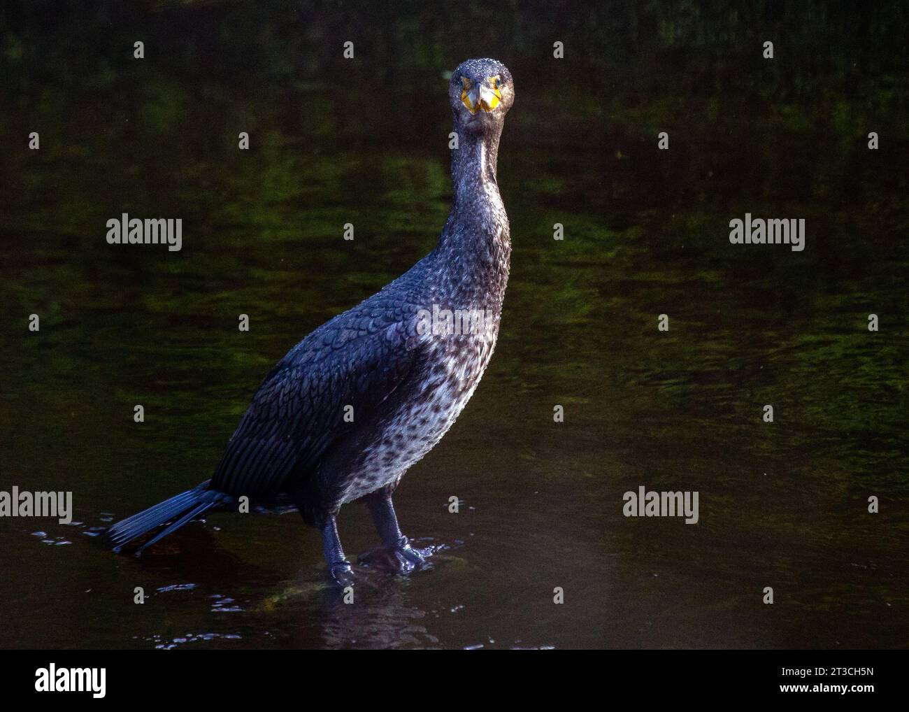 Grand oiseau de mer noir avec un long bec accroché et une envergure pouvant atteindre 6 pieds. Connu pour ses compétences expertes en plongée et son habitude de se percher sur les rochers et Banque D'Images