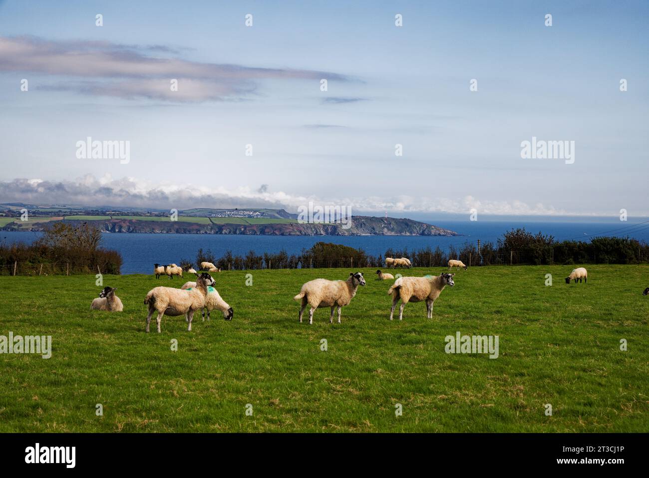 Les moutons paissent paisiblement sous le soleil d'été à Castle Gotha, au-dessus de St Austell Bay, Cornouailles. Banque D'Images
