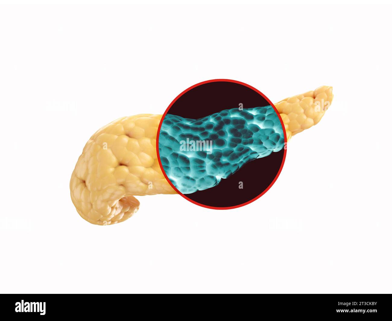 Illustration anatomiquement précise d'un pancréas humain isolé sur blanc. rendu 3d du procédé de radiographie pancréatique Banque D'Images