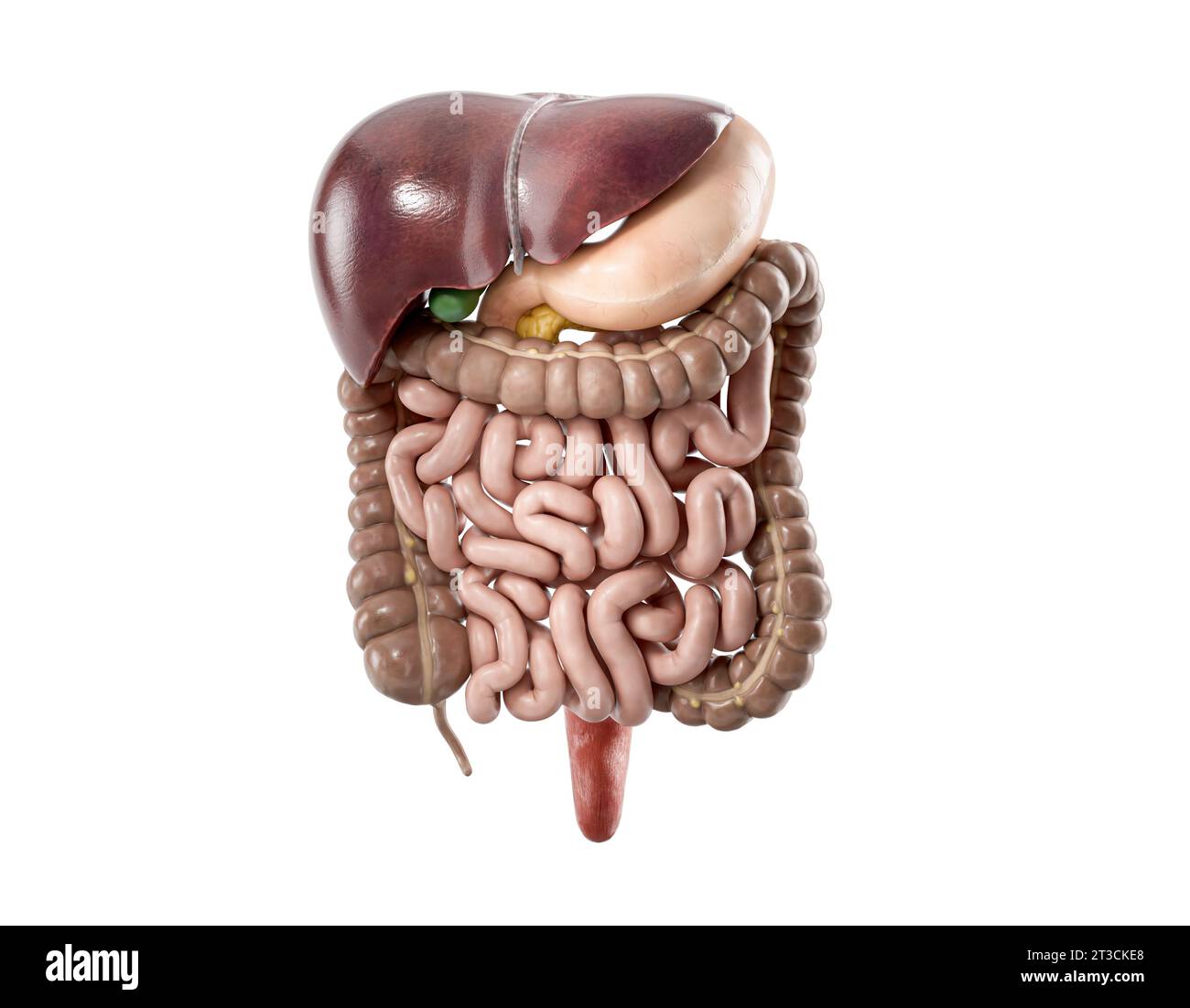 3d illustration du système digestif humain isolé sur blanc. Organes internes des voies alimentaires humaines - foie, estomac, pancréas, intestin Banque D'Images