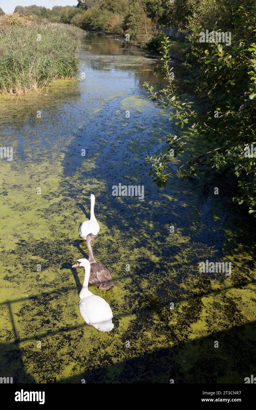 Cygnes avec cygnet sur le canal St Helens, Fiddlers Ferry, Cehshire Banque D'Images