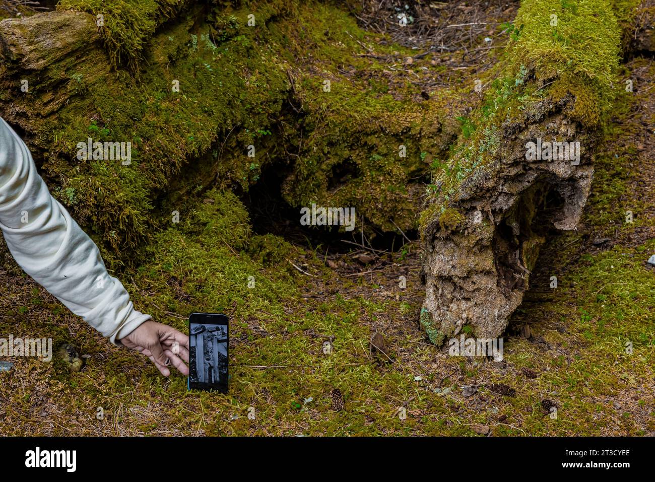 Le totem Pole demeure avec une photo de celui-ci dans une maison de l'ancien village haïda de T'aanuu Linagaay, réserve de parc national Gwaii Haanas, Haida G. Banque D'Images
