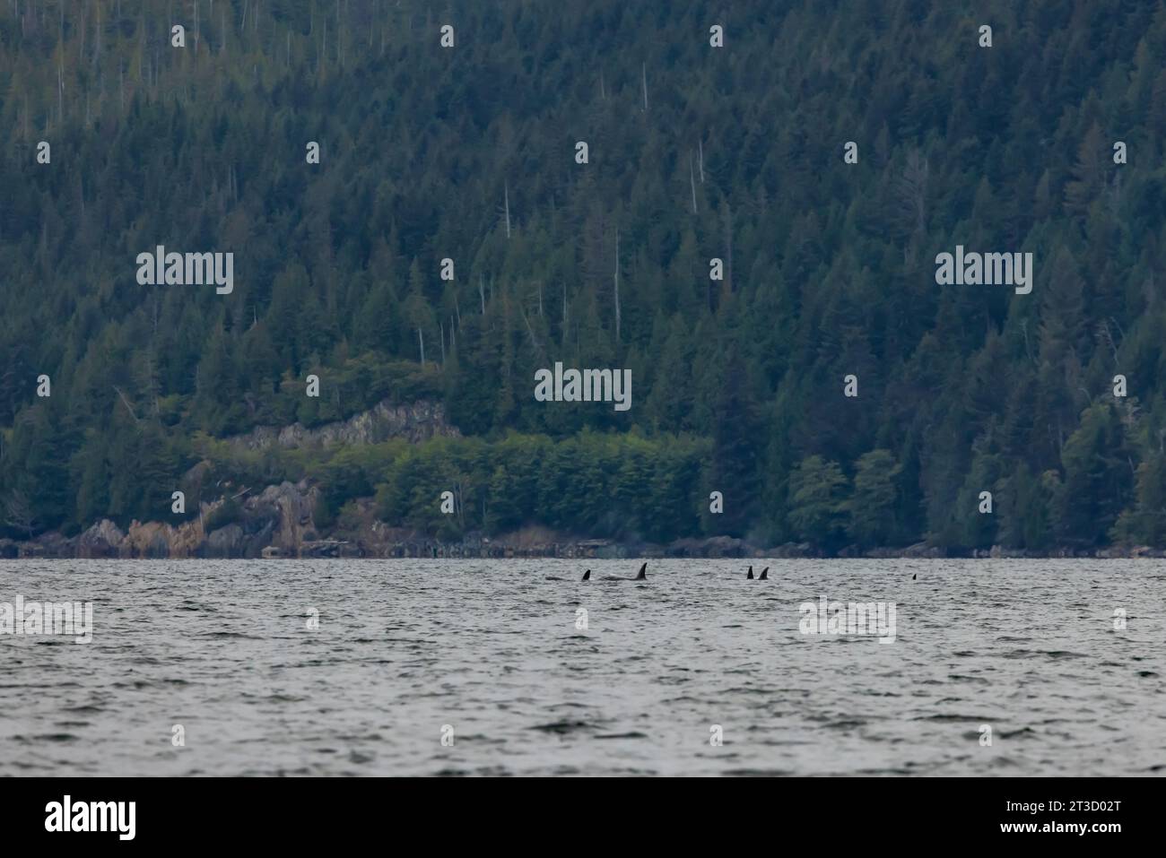 Baleine tueuse, Orcinus orca, gousse le long de la côte de Haida Gwaii, Colombie-Britannique, Canada Banque D'Images