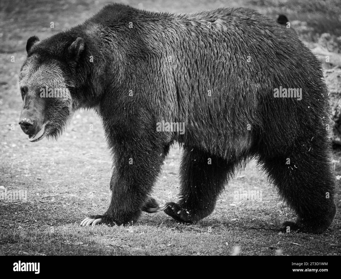 Les grizzlis (Ursus arctos horribilis) vivent dans un sanctuaire du Montana, incapables d'être relâchés dans la nature pour diverses raisons Banque D'Images