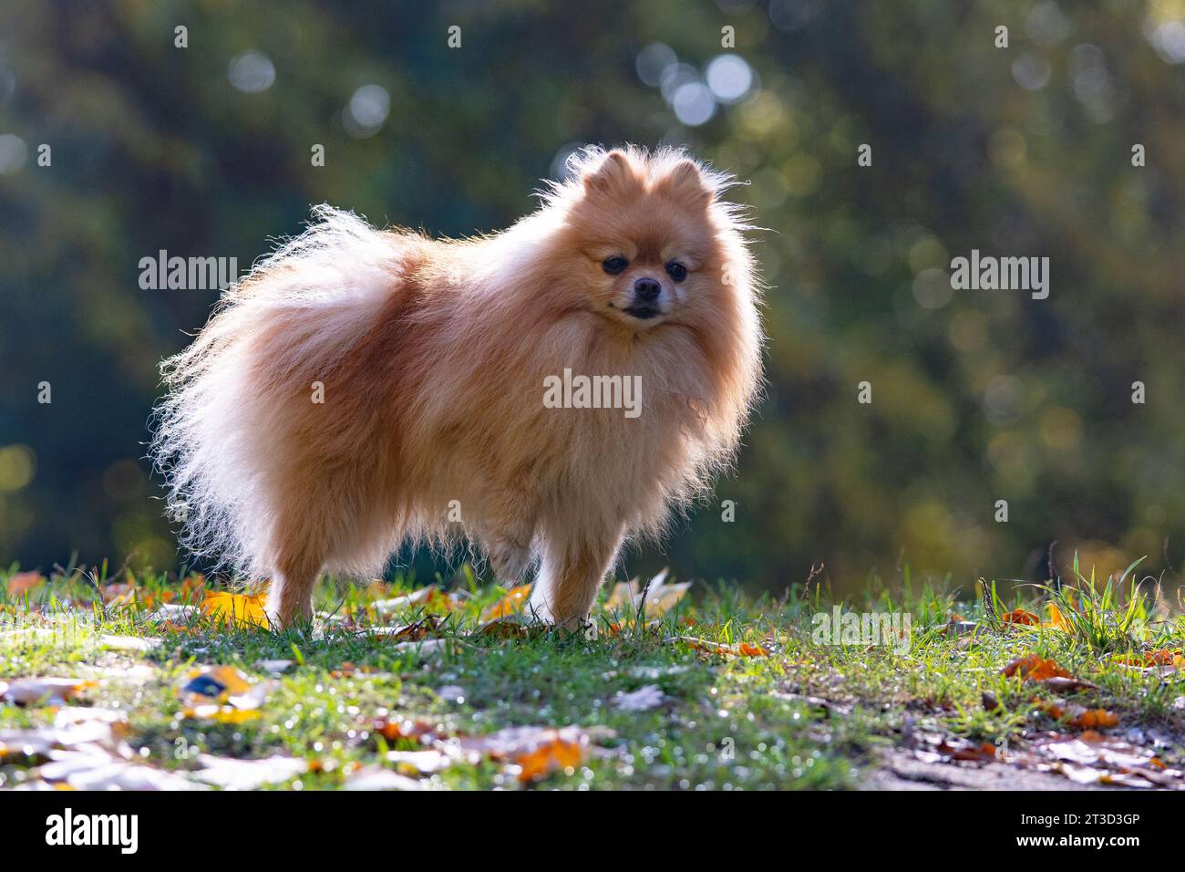 Chien de Poméranie debout sur l'herbe dans le parc d'automne. Banque D'Images