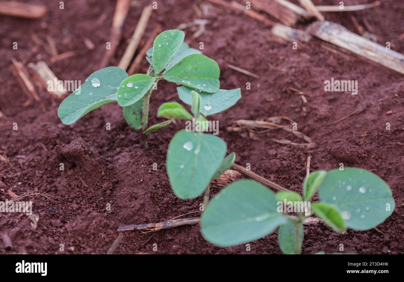 CAMPO Mourão, PR - 24.10.2023 : PLANTAÇÃO DE SOJA EM DESENVOLVIMENTO NO PR - plantation de soja en cours de développement sur une propriété rurale à Campo Mourão, dans la région Centre-Ouest de Paraná. (Photo : Dirceu Portugal/Fotoarena) Banque D'Images