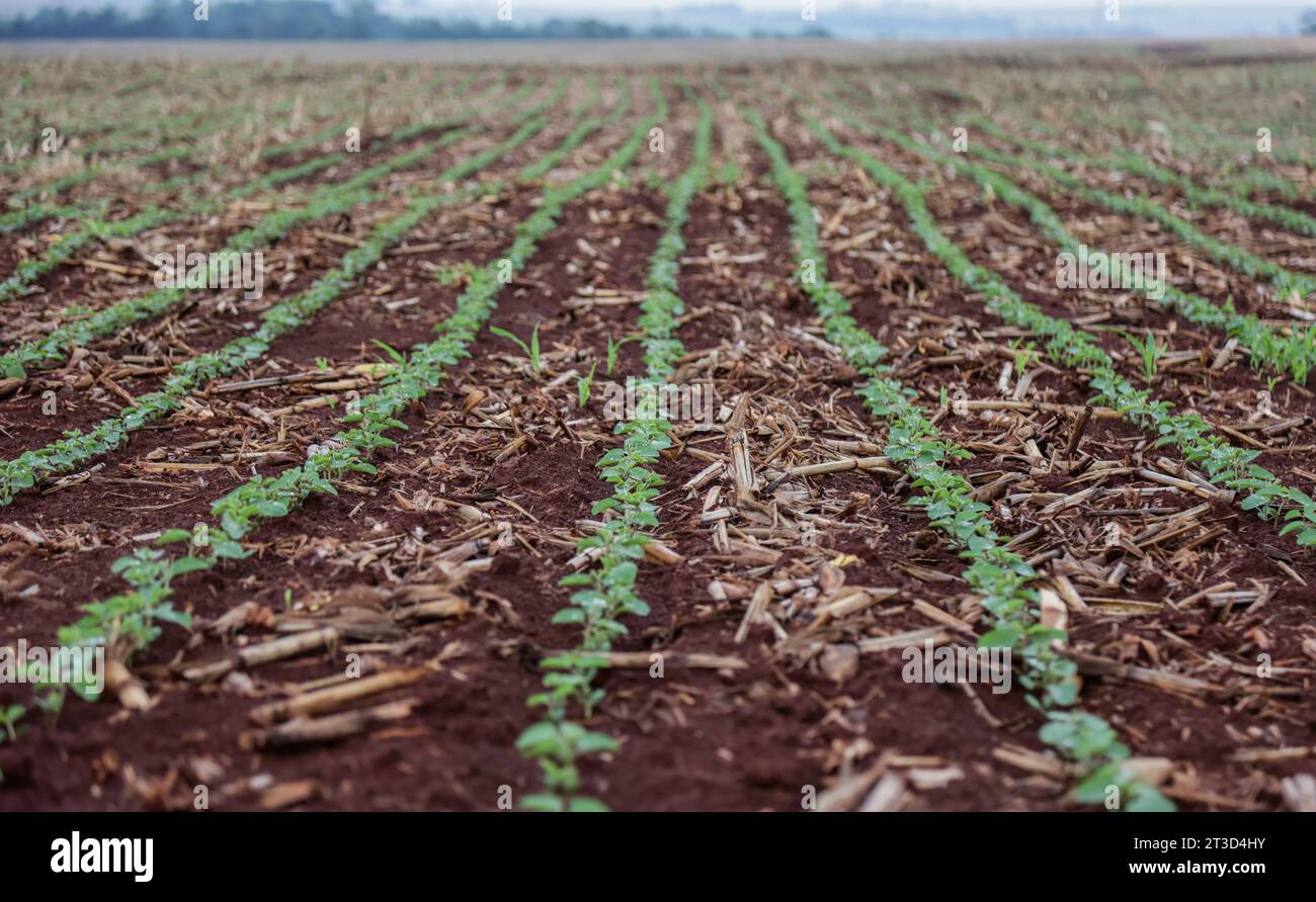 CAMPO Mourão, PR - 24.10.2023 : PLANTAÇÃO DE SOJA EM DESENVOLVIMENTO NO PR - plantation de soja en cours de développement sur une propriété rurale à Campo Mourão, dans la région Centre-Ouest de Paraná. (Photo : Dirceu Portugal/Fotoarena) Banque D'Images